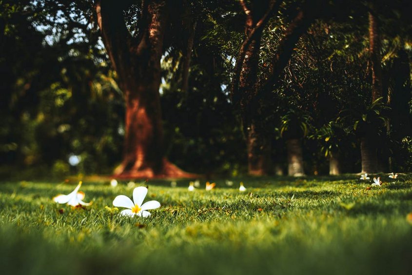 Wiese mit Blumen