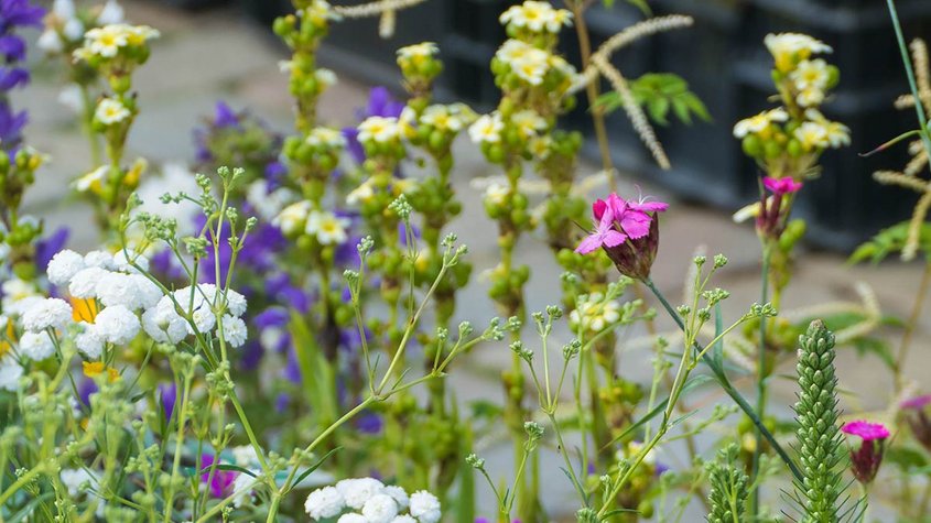 Wildblumen wachsen an Pflastersteinen